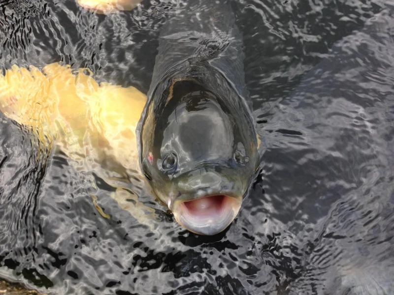 Jak łowić karasia – proste metody, które naprawdę działają