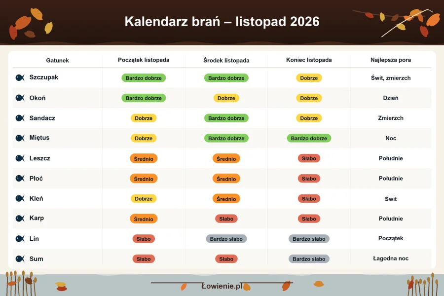 Co łowić w listopadzie 2026? Kalendarz brań najpopularniejszych gatunków