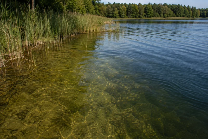 Czysta woda przy brzegu na małym jeziorze