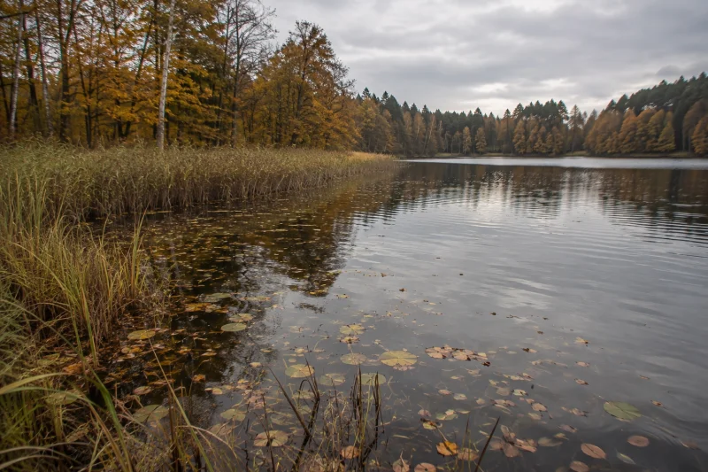Jesień nad stawem