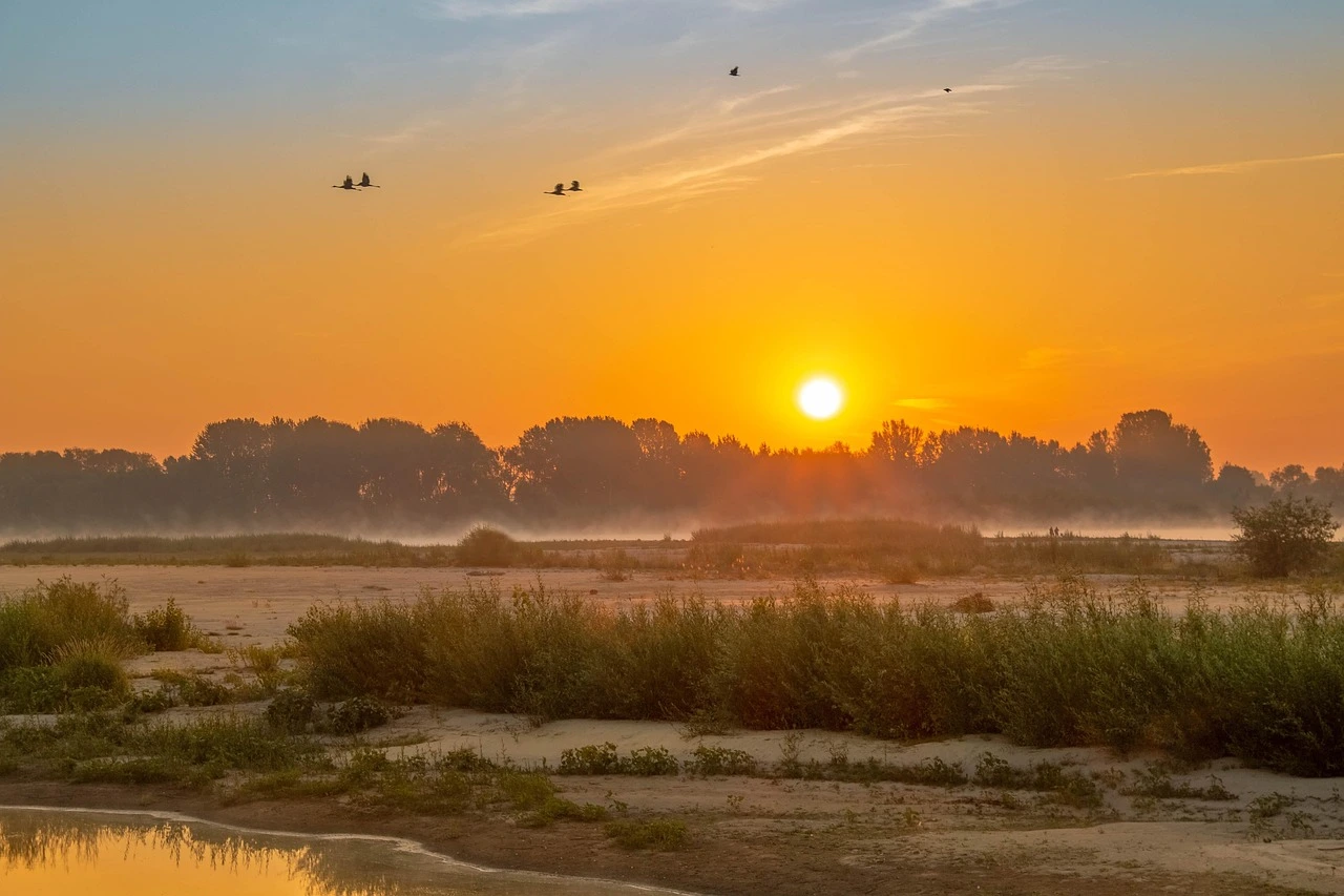 Dzika przyroda nad Wisłą – brzeg i otwarte koryto