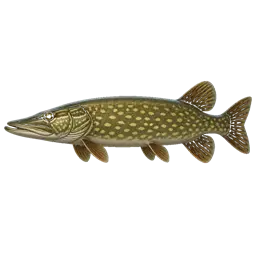 Ilustracja szczupaka — gatunek z Gry Łowienie